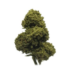 Blue Dragon Marijuana Strain